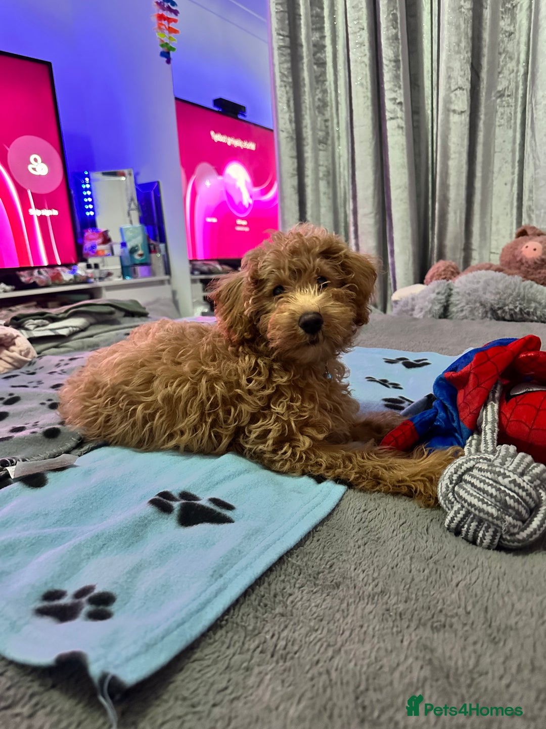 Toy Poodle dogs for stud: F1b westipoo for stud - Image 8