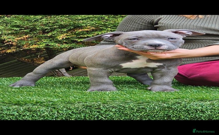 American Bully dogs - Advert 1