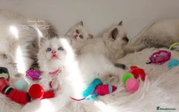 Ragdoll cats for sale: Beautiful Ragdoll kittens 😻😻😻 - Image 1