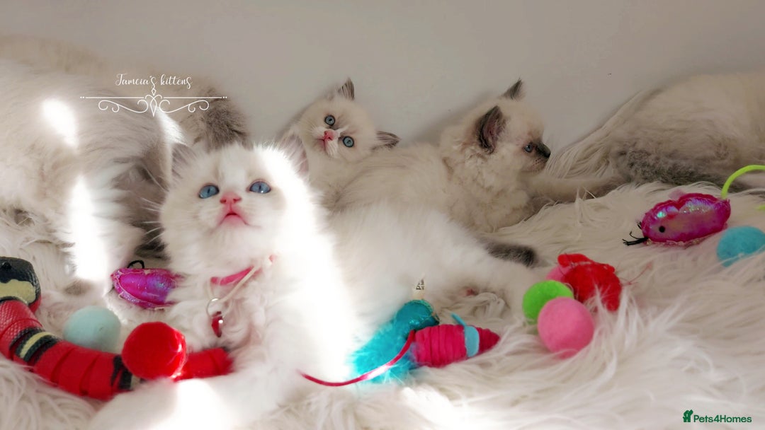Ragdoll cats for sale: Beautiful Ragdoll kittens 😻😻😻 - Image 1
