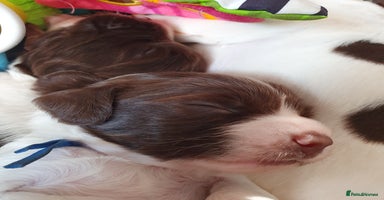 English Springer Spaniel dogs - Advert 2