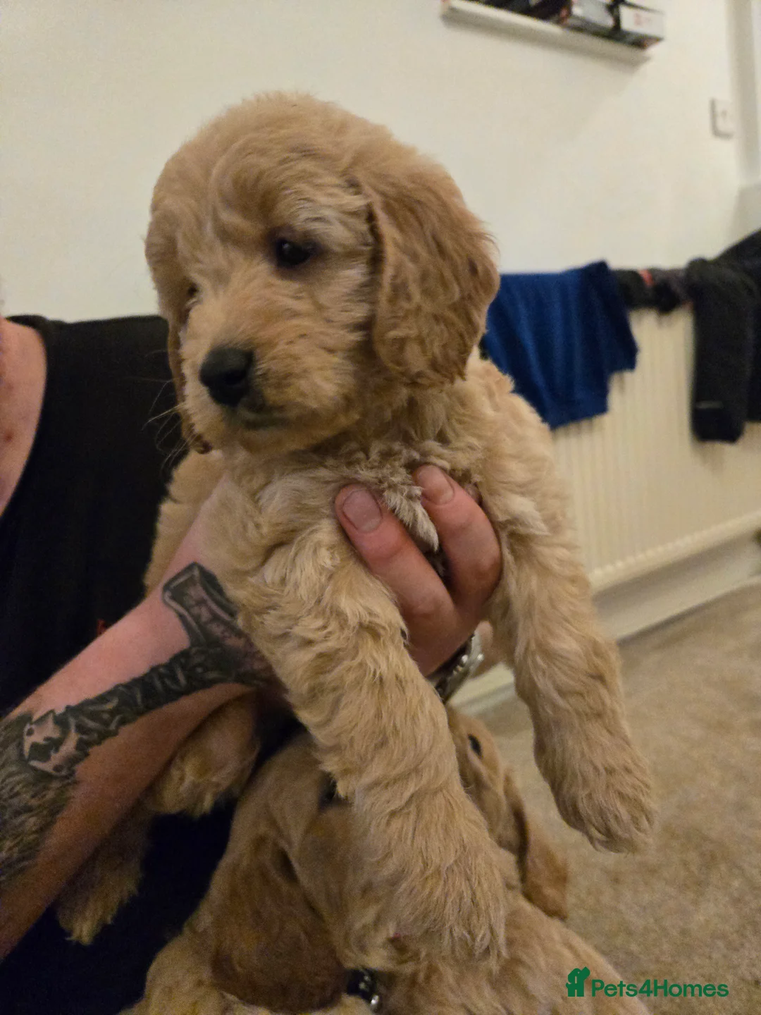 Mini Goldendoodle dogs for sale: Available from Monday  - Advert 13
