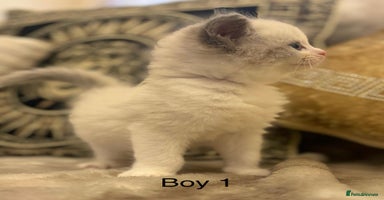 Ragdoll cats Beautiful ragdolls - Advert 13