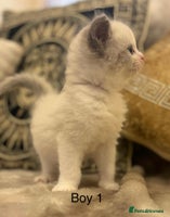 Ragdoll cats Beautiful ragdolls - Advert 13