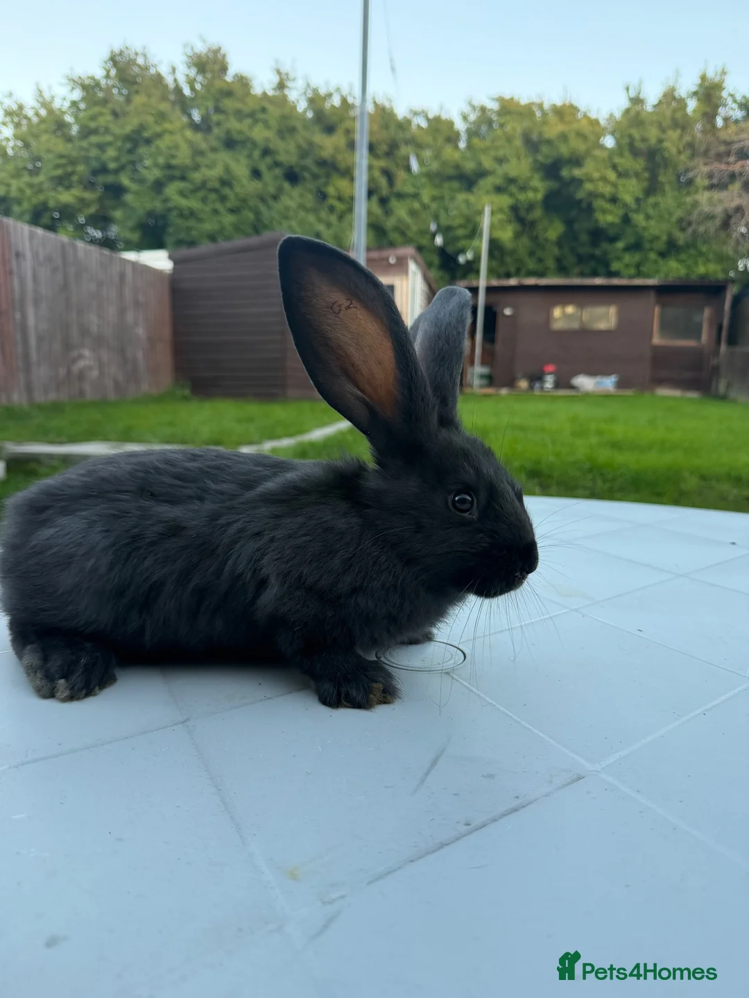Continental Giant rabbits for sale: Giant continental  - Advert 2
