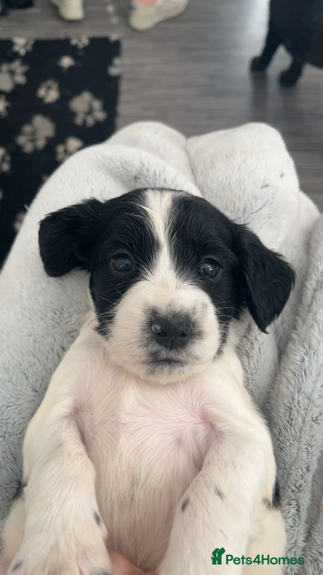 Cocker Spaniel dogs for sale: Show cocker spaniels - Advert 1