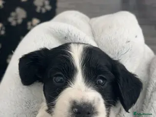 Cocker Spaniel dogs Show cocker spaniels - Advert 5