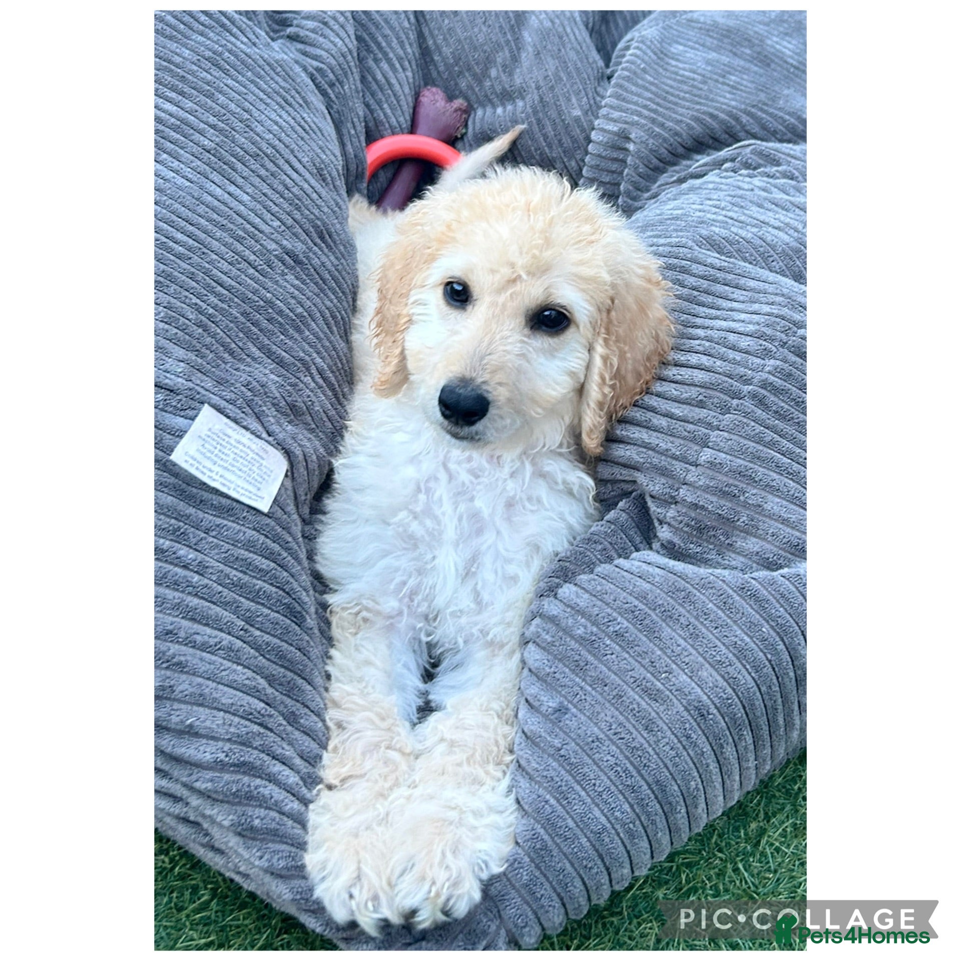 Labradoodle dogs Ready rare silvering f1bb standard labradoodles  - Advert 2