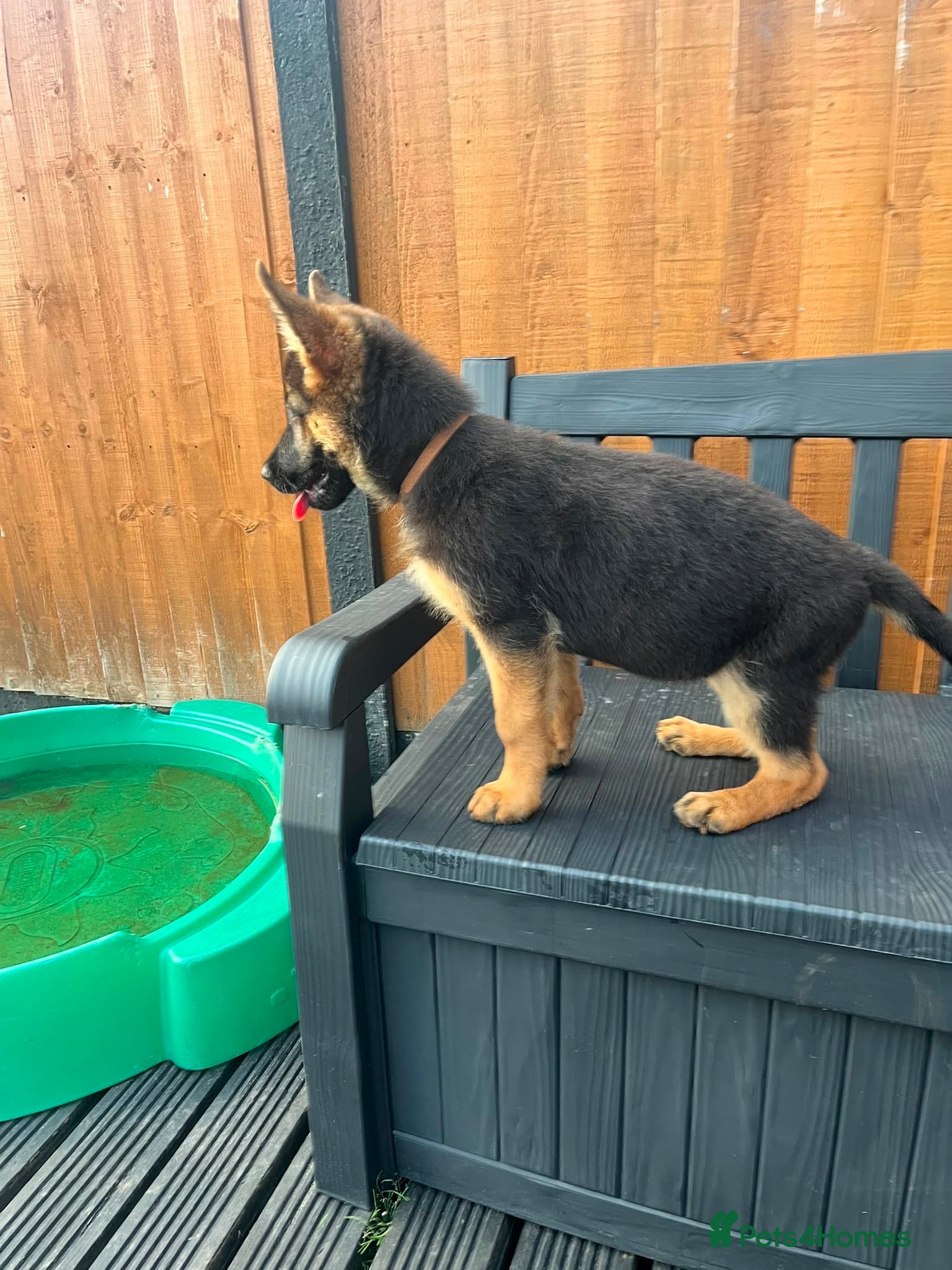 German Shepherd dogs German Shepard puppies ⭐️ready to be rehomed ⭐️ - Advert 1