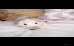 Guinea Pig rodents for sale: Adopting guineea pig - Image 3