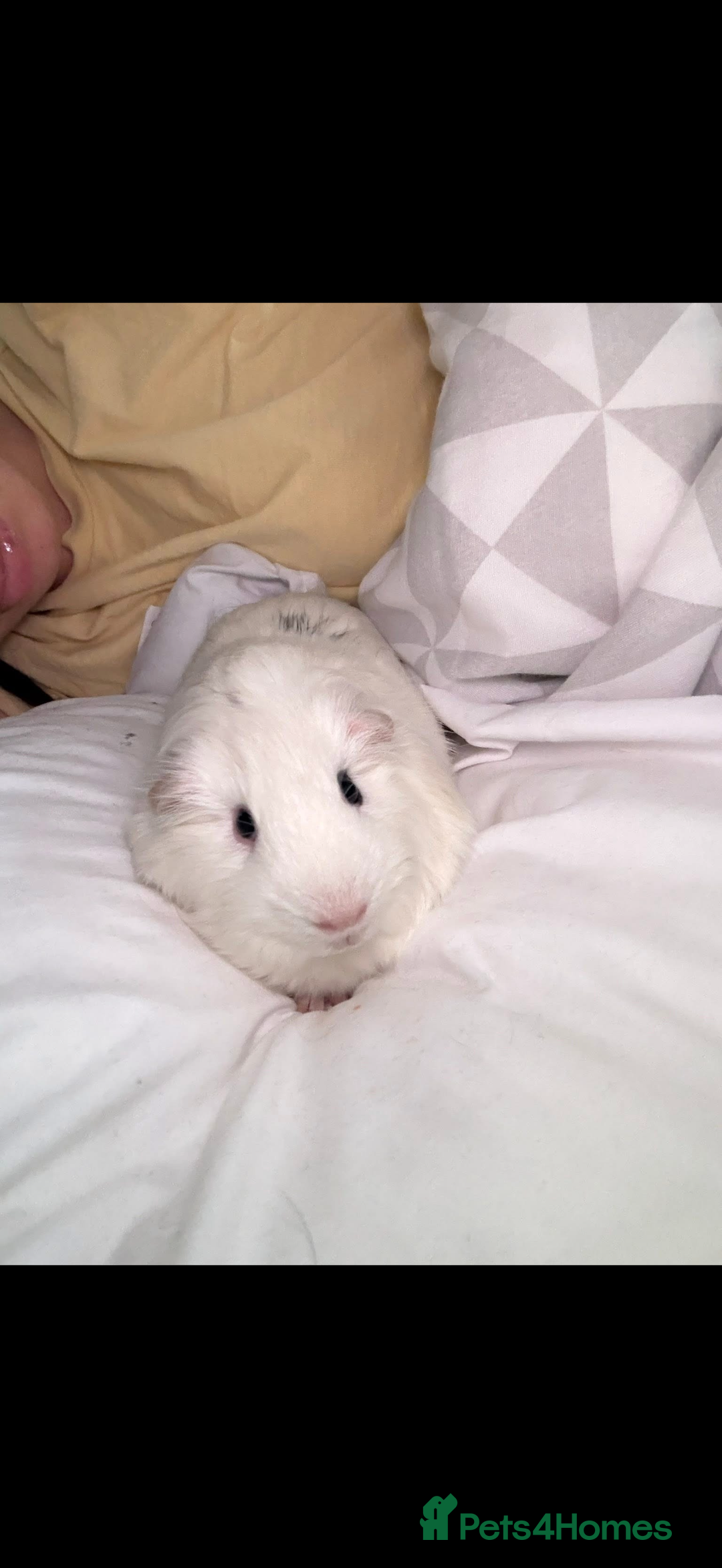 Guinea Pig rodents for sale: Adopting guineea pig - Image 3