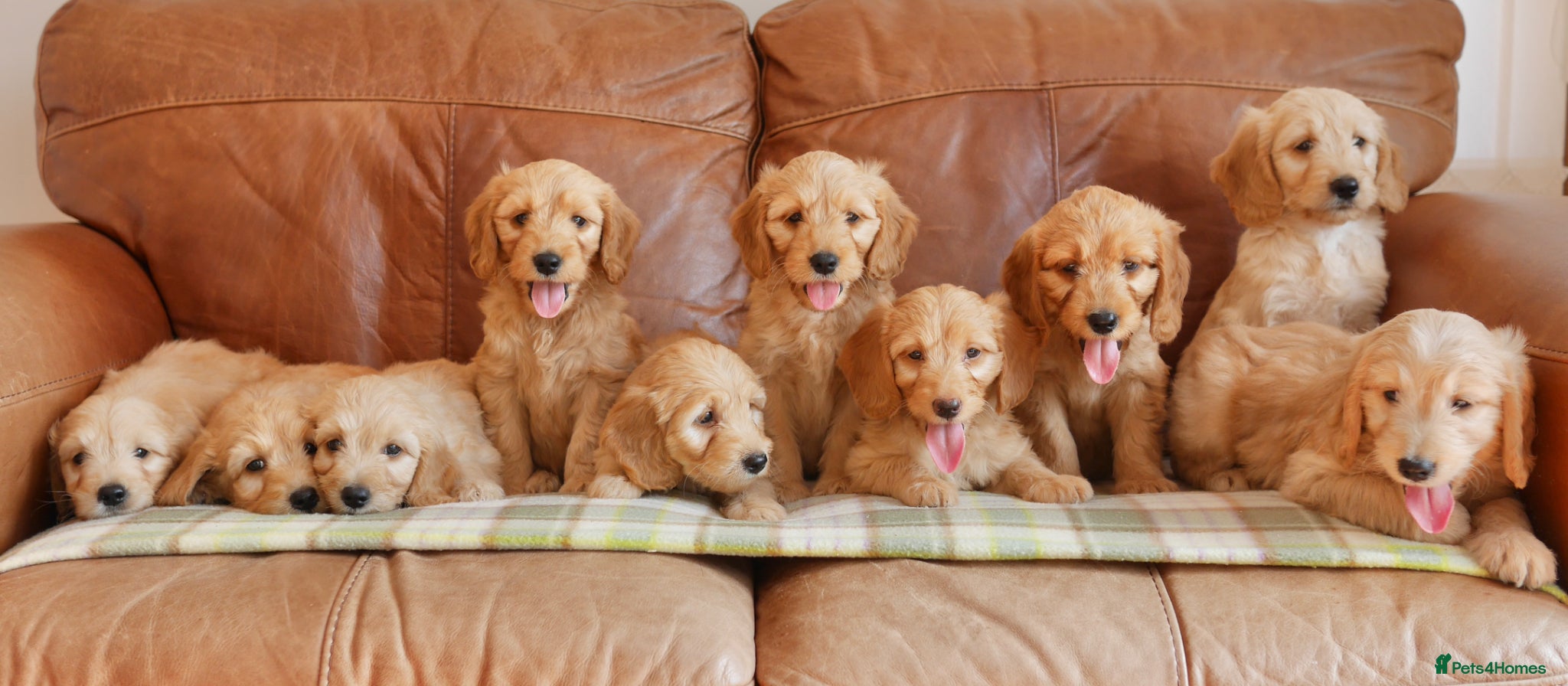 Mini Goldendoodle dogs Stunning Health Tested Miniature Goldendoodles - Advert 2