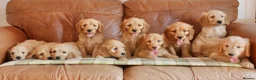 Mini Goldendoodle dogs for sale: Stunning Health Tested Miniature Goldendoodles - Advert 3