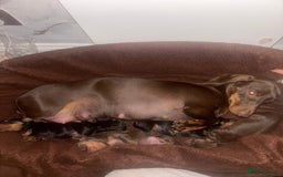Dachshund dogs for sale: Dachshund Puppies for sale  - Image 14