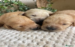 Golden Retriever dogs for sale: STUNNING KC RETRIEVERS - Image 5