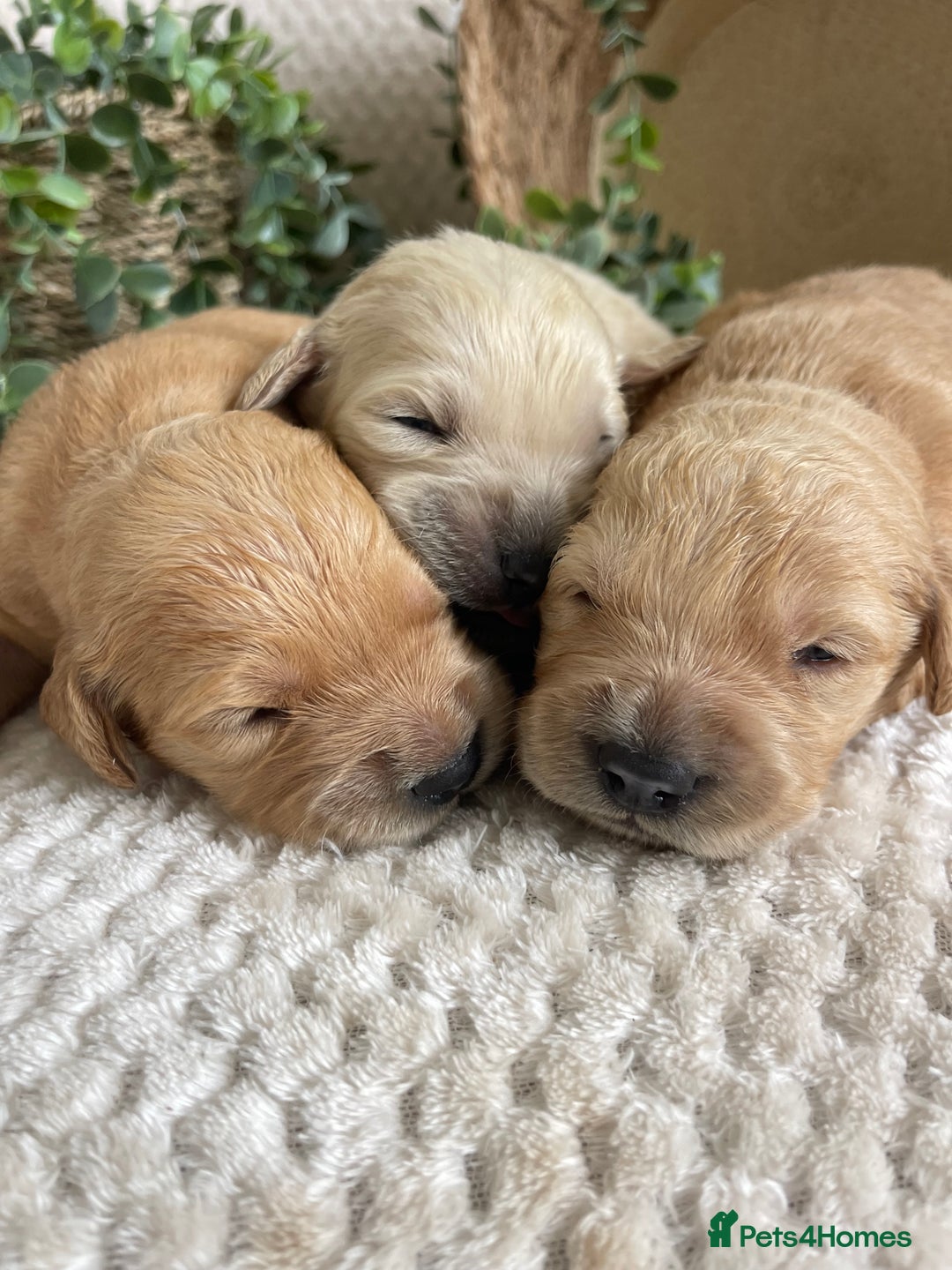 Golden Retriever dogs for sale: STUNNING KC RETRIEVERS - Image 5