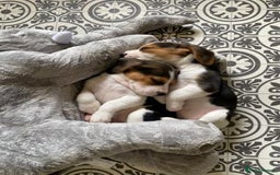 Beagle dogs for sale: 4 x KC reg Beagle Pups available - Image 3