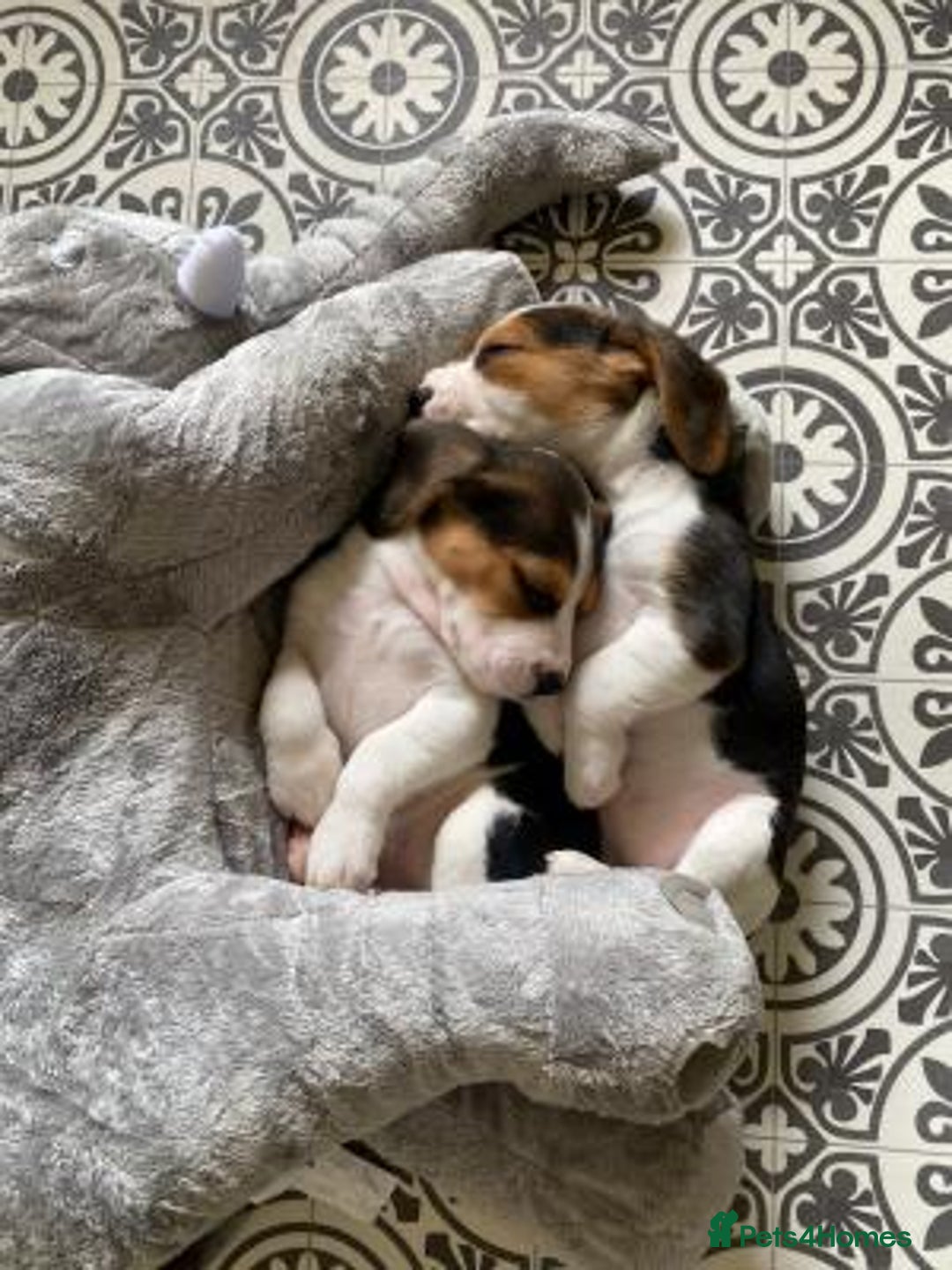 Beagle dogs for sale: 4 x KC reg Beagle Pups available - Image 3