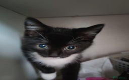 British Shorthair cats for sale: British shorthair kittens  - Image 9