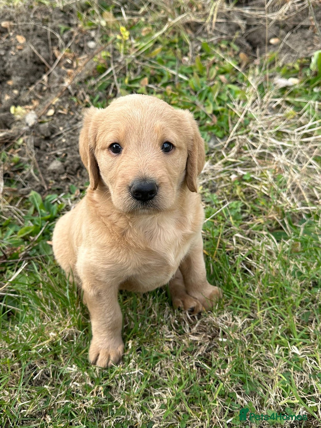 Labradoodle dogs for sale: Adorable Labrador doodle pups from KC reg parents - Image 5