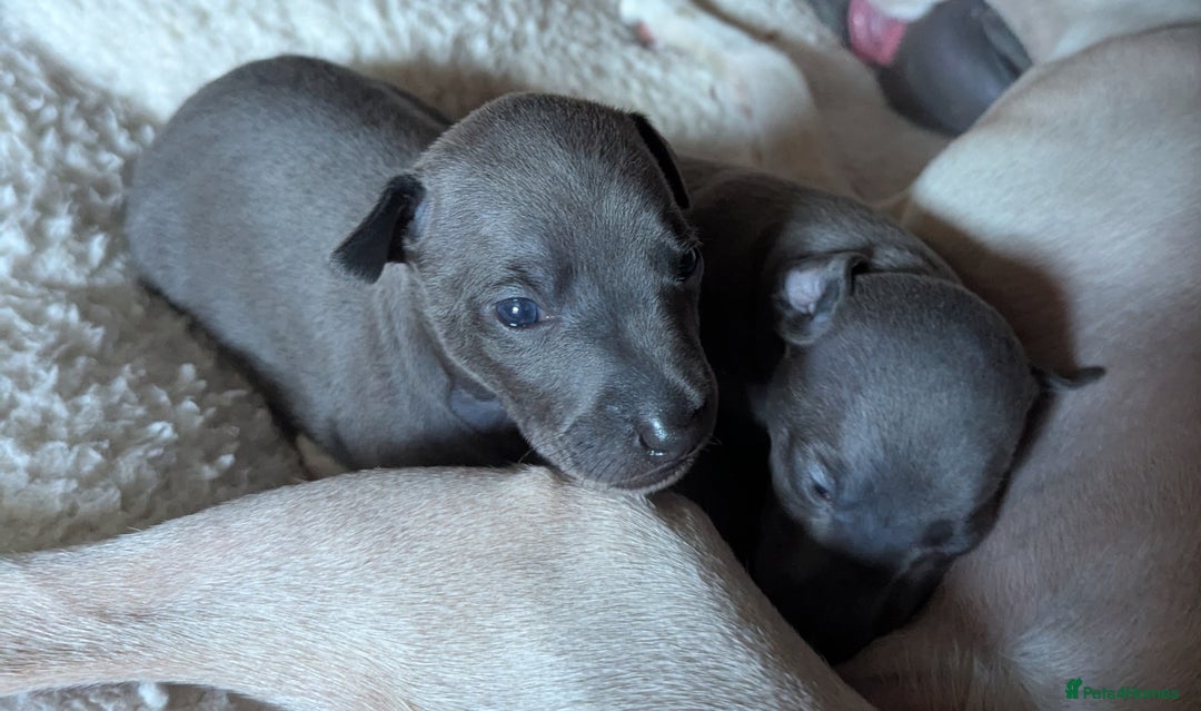 Italian Greyhound dogs for sale: Blue Italian Greyhound Puppies KC reg - Image 7