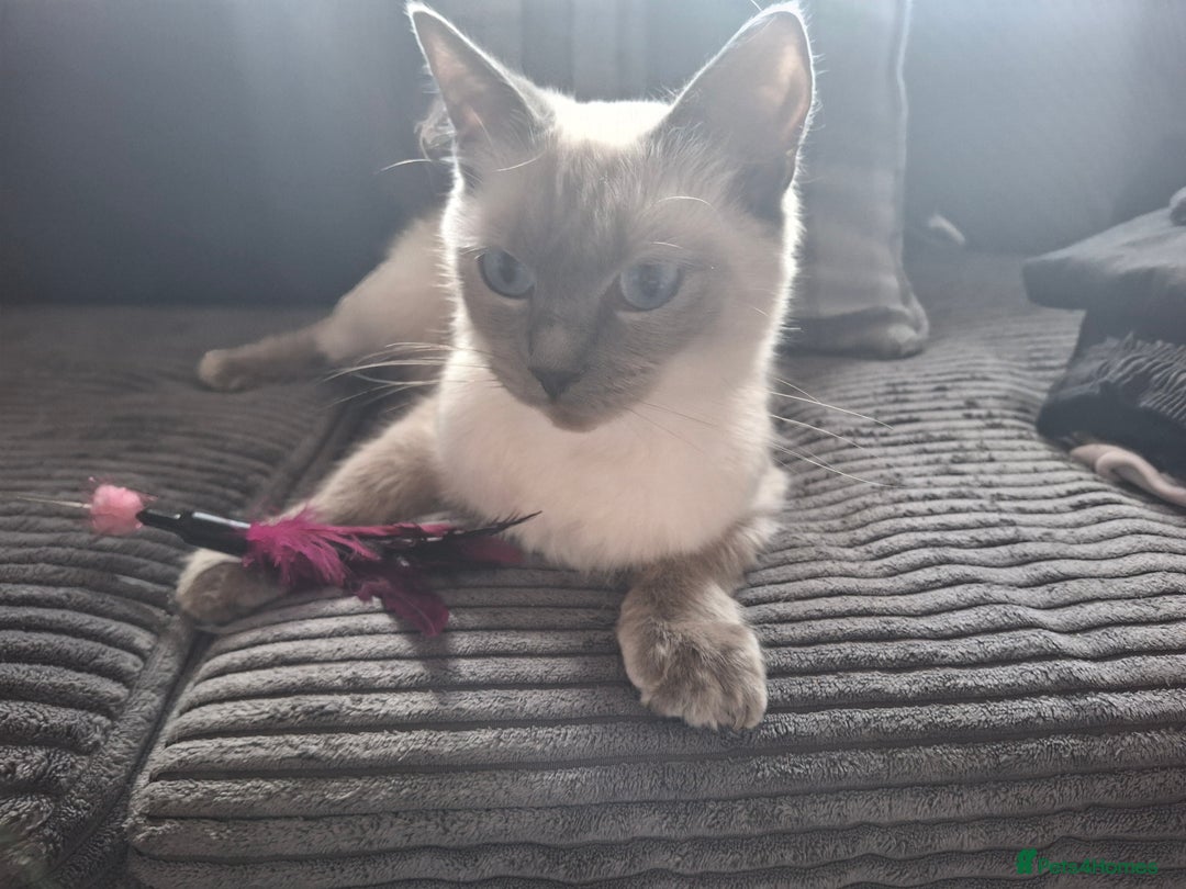 Ragdoll cats for sale: Ragdoll kittens - Image 2