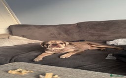 Pug dogs for sale: Male and female pugs for sale - Image 2