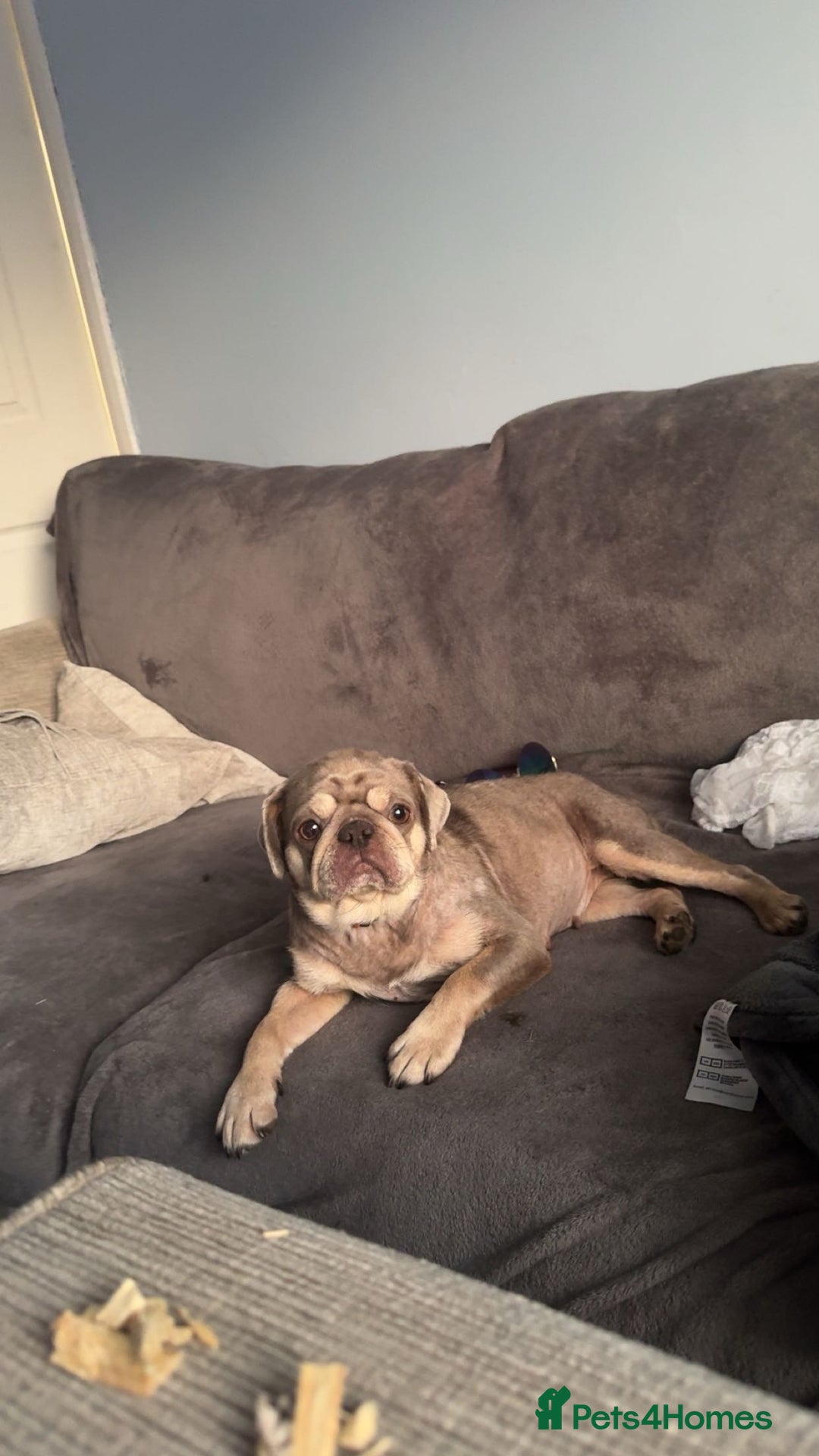 Pug dogs for sale: Male and female pugs for sale - Image 2