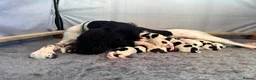 English Springer Spaniel dogs for sale: KC Champion bred Springer Spaniels - Advert 4