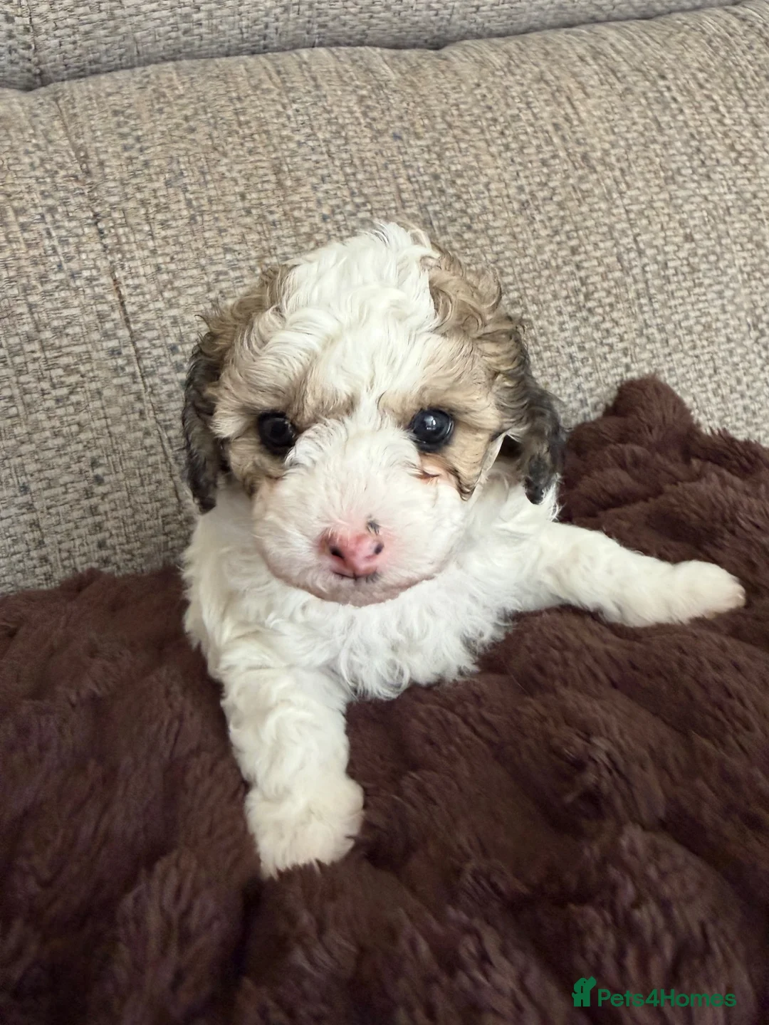 Poochon dogs for sale: Poochons for sale in Bishop Auckland - Advert 6
