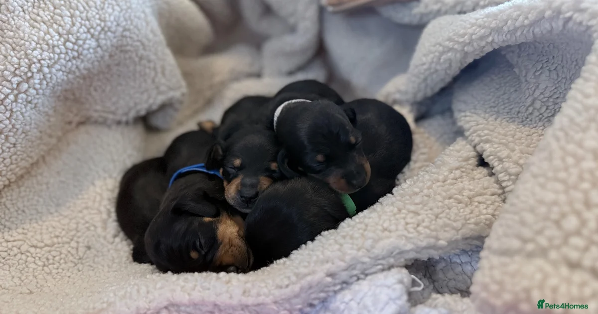 Puppies for sale in Coatbridge, North Lanarkshire | Pets4Homes