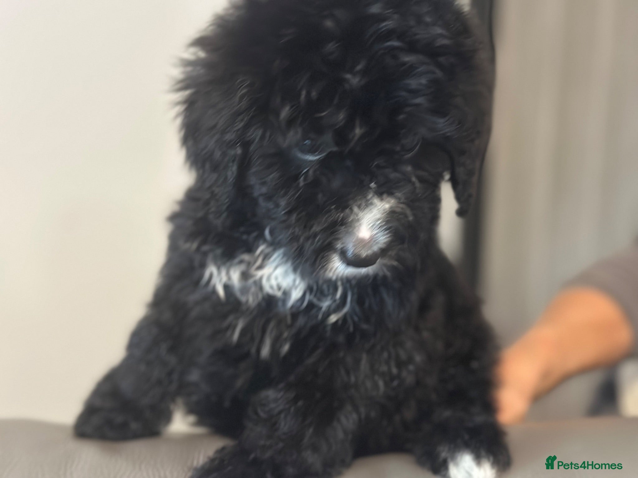 Bernedoodle dogs F1 STANDARD BERNADOODLES LAST 2 B/W GIRLS REDUCED - Advert 2