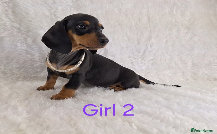 Miniature Dachshund dogs - Advert 10