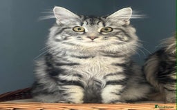 Kurilian Bobtail cats for sale: Rare pure breed Kurilian bobtail kittens available - Advert 16