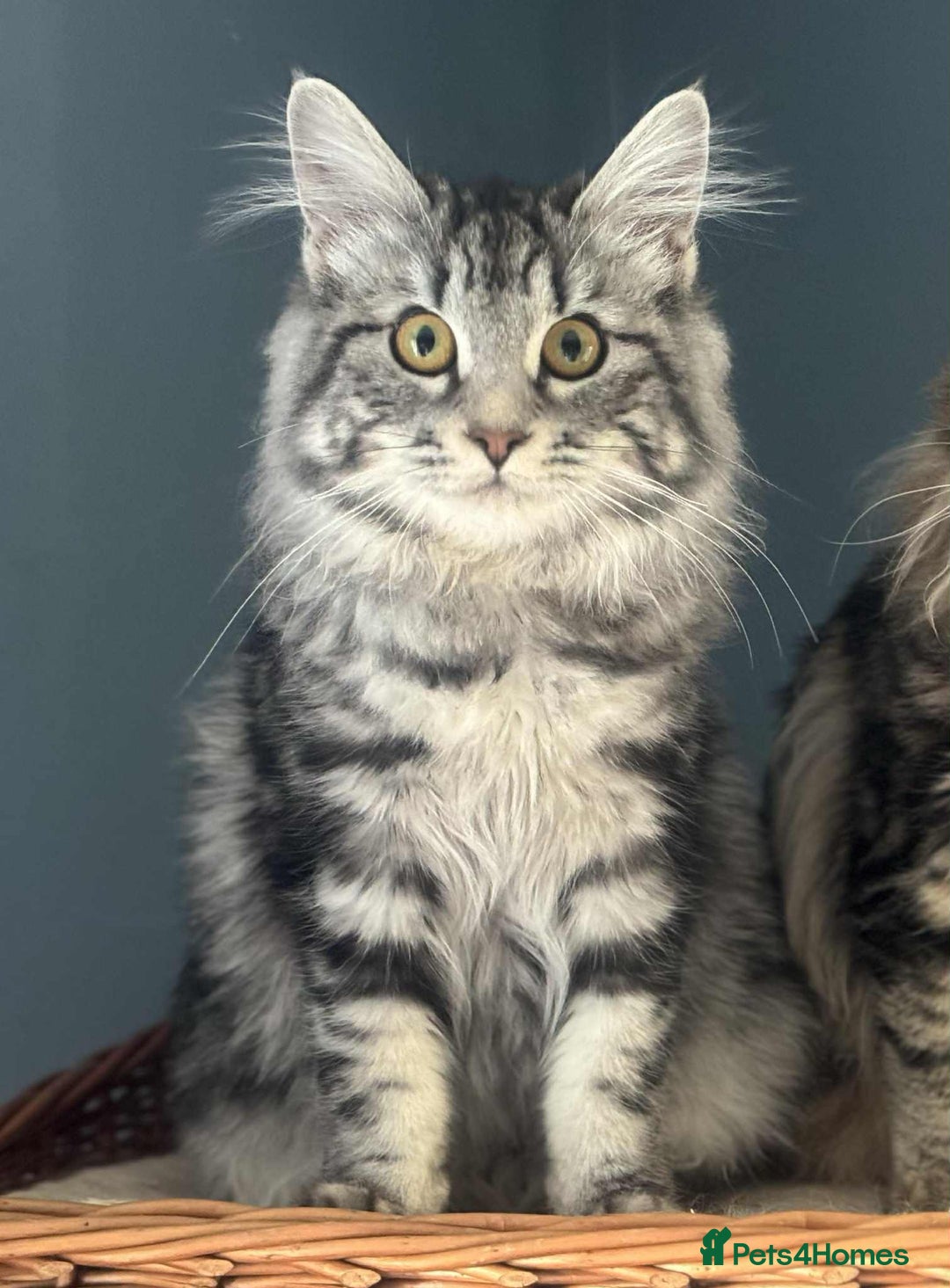 Kurilian Bobtail cats for sale: Rare pure breed Kurilian bobtail kittens available - Advert 16