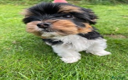 Yorkshire Terrier dogs for sale: York puppies for sale - Image 11