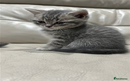 British Shorthair cats for sale: British Shorthair Kittens - Image 11