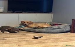 Labrador Retriever dogs for sale: Kc reg health tested home bred labrador puppy - Image 3
