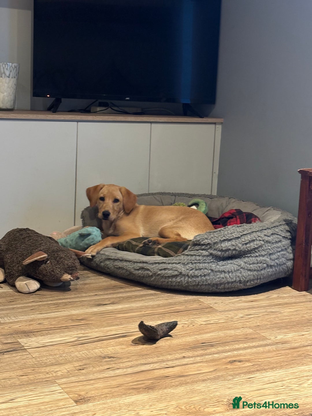 Labrador Retriever dogs for sale: Kc reg health tested home bred labrador puppy - Image 3