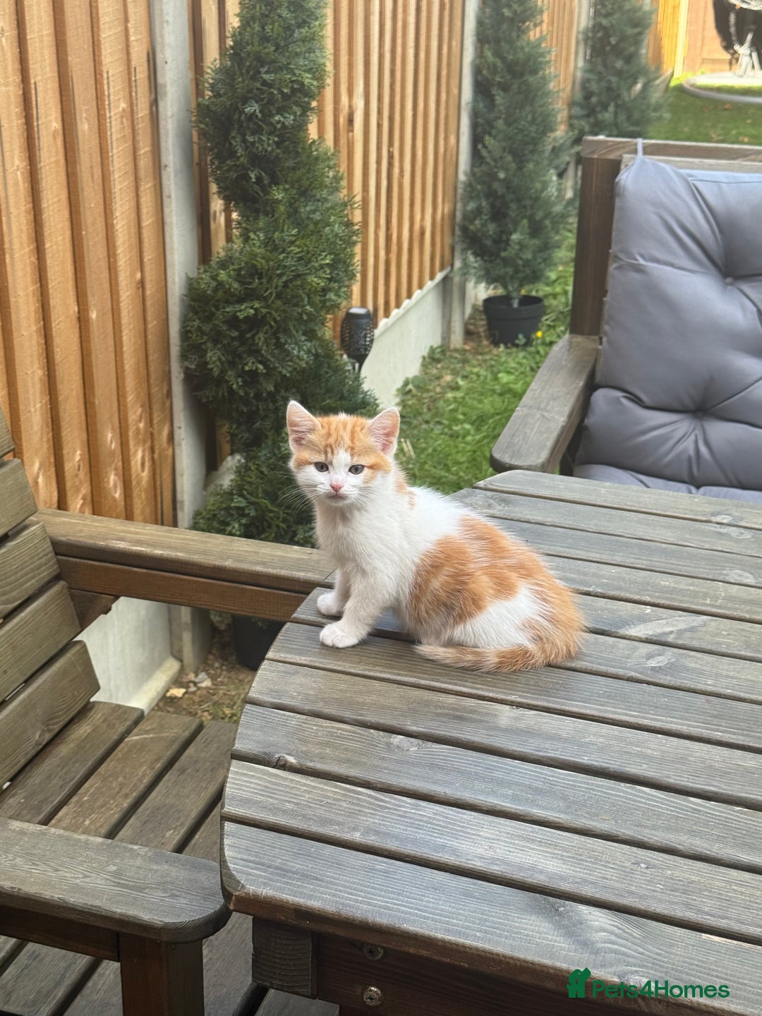 European cats for sale: Kittens 🐱  - Image 2