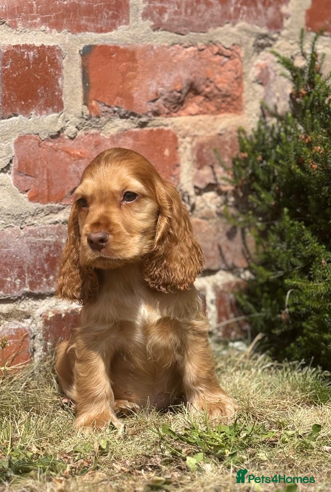 Cocker Spaniel dogs  Last boy Show cocker puppy 1st vaccination   - Advert 2