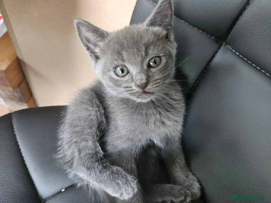 Mixed Breed cats for sale: Shorthair x ragdoll kittens 1 boy/1 girl - Advert 2