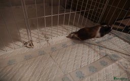 Guinea Pig rodents for sale: male baby guineapigs  - Image 5