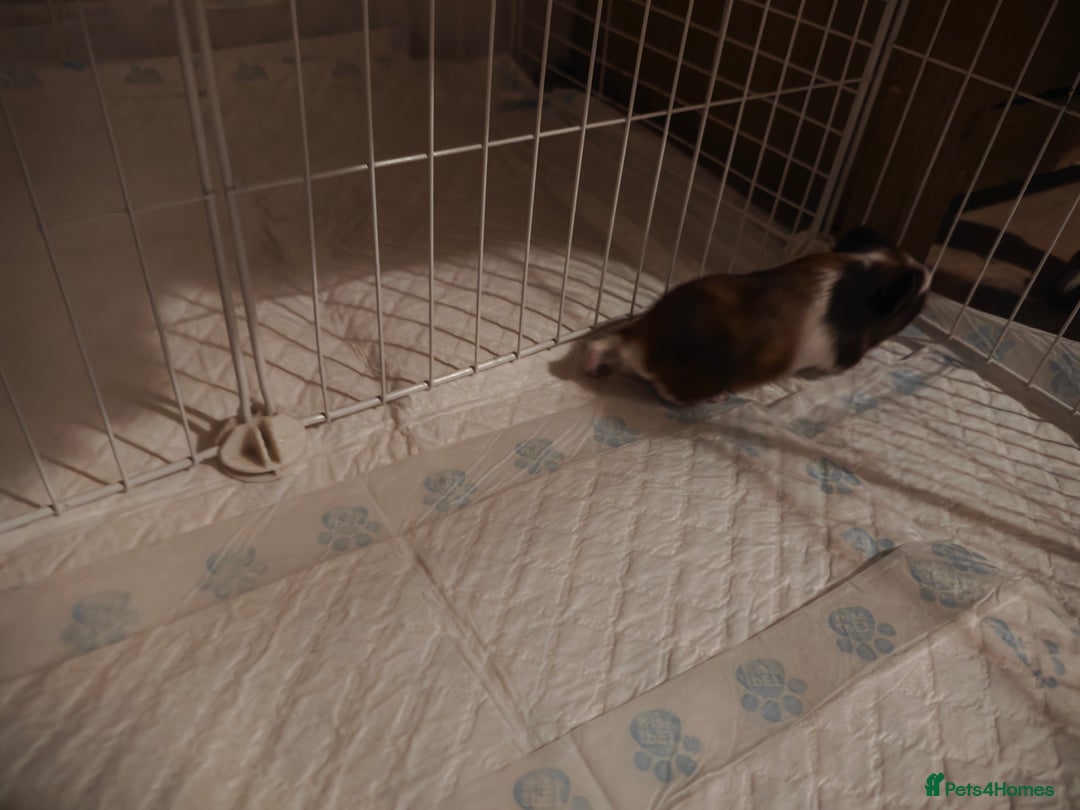 Guinea Pig rodents for sale: male baby guineapigs  - Image 5