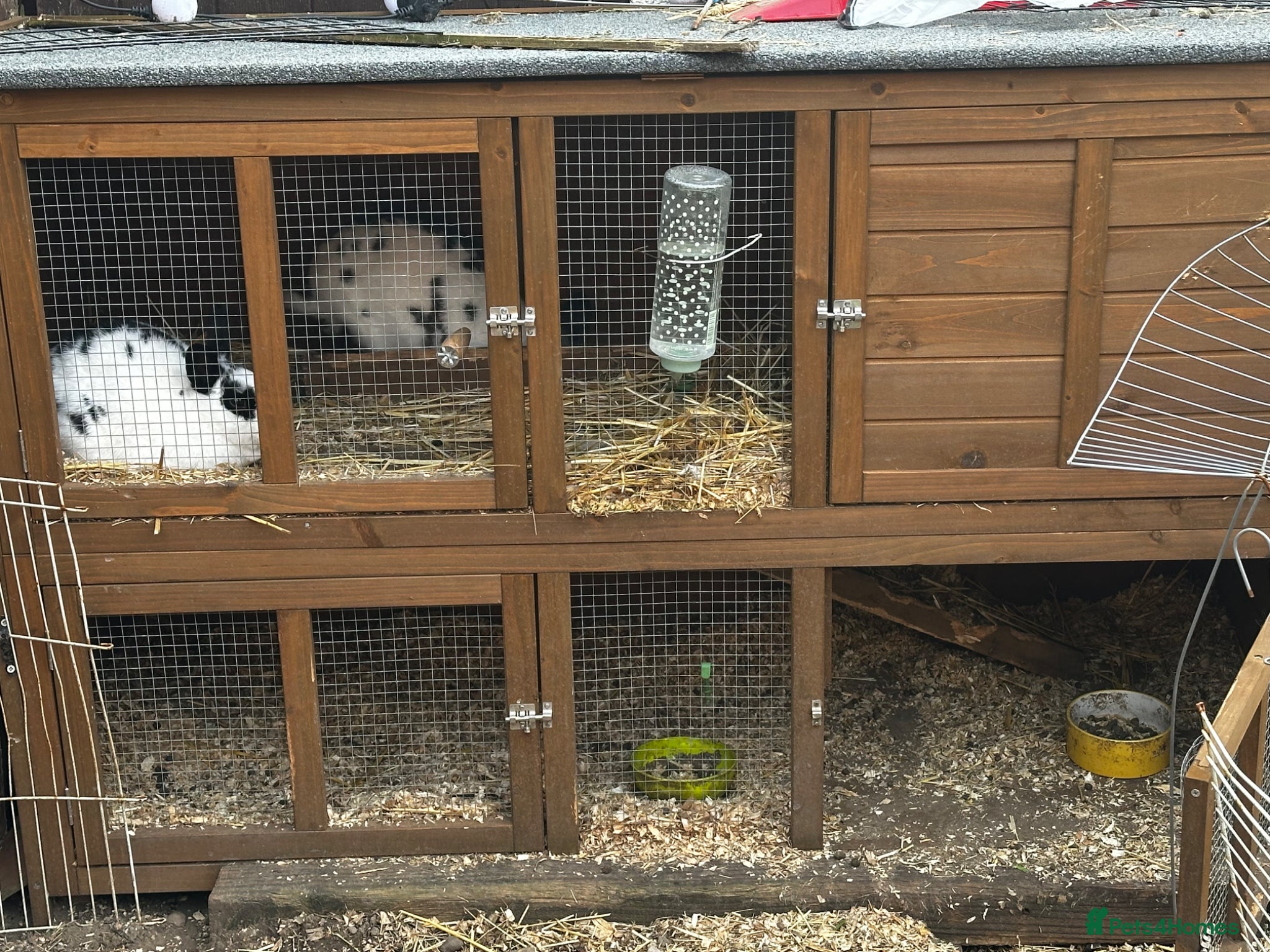 Mini Lion Lop rabbits 2 girls for sale with Hutch - Advert 5