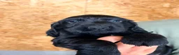 Cocker Spaniel dogs for sale: KC registered working cocker spaniel puppies  - Advert 16