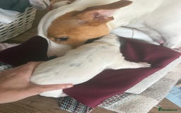 Mixed Breed dogs for sale: Cocker jacks for sale  - Image 5