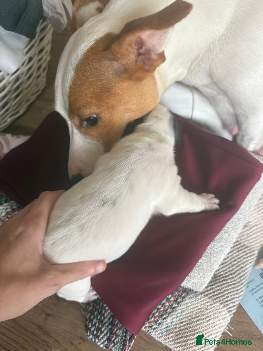 Mixed Breed dogs for sale: Cocker jacks for sale  - Image 5