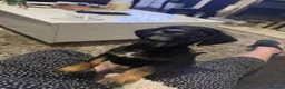 Mixed Breed dogs for sale: Spaniel cross  - Advert 3