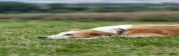 Mixed Breed dogs for sale: 5yr Collie-X Seeking Quiet Single-Pet Home - Advert 9